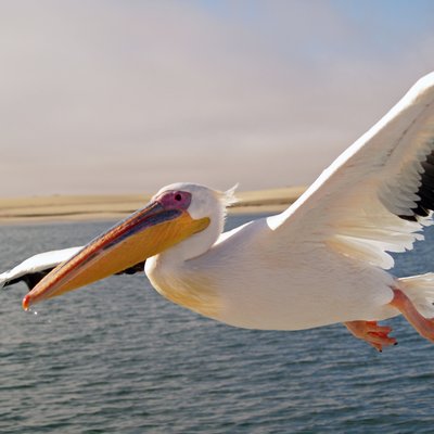 Pelikan_Walvis_Bay