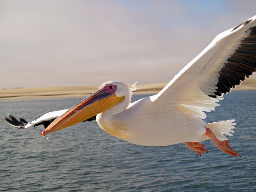 Pelikan_Walvis_Bay
