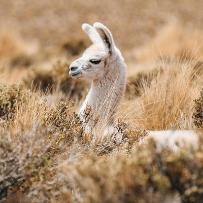 pexels-alisha-jean-2046172246-29287309