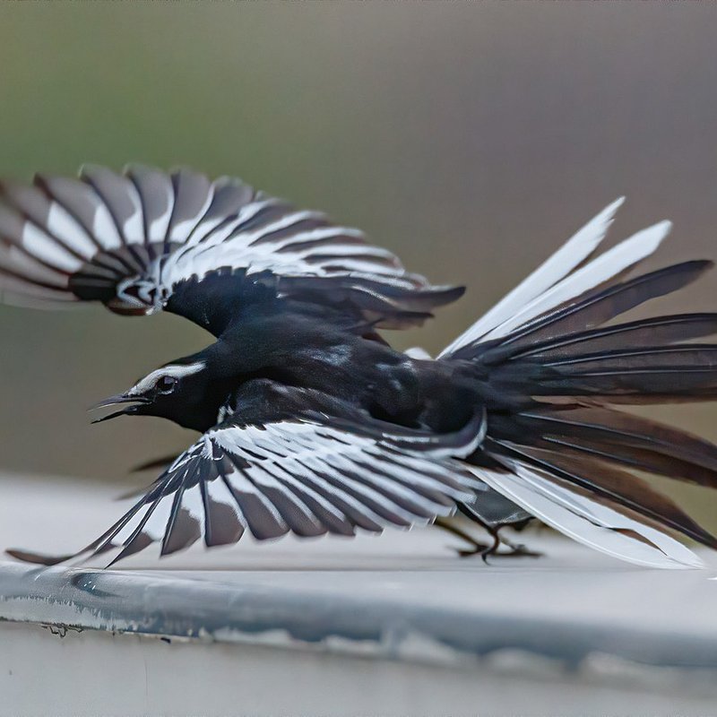 wagtail_flight