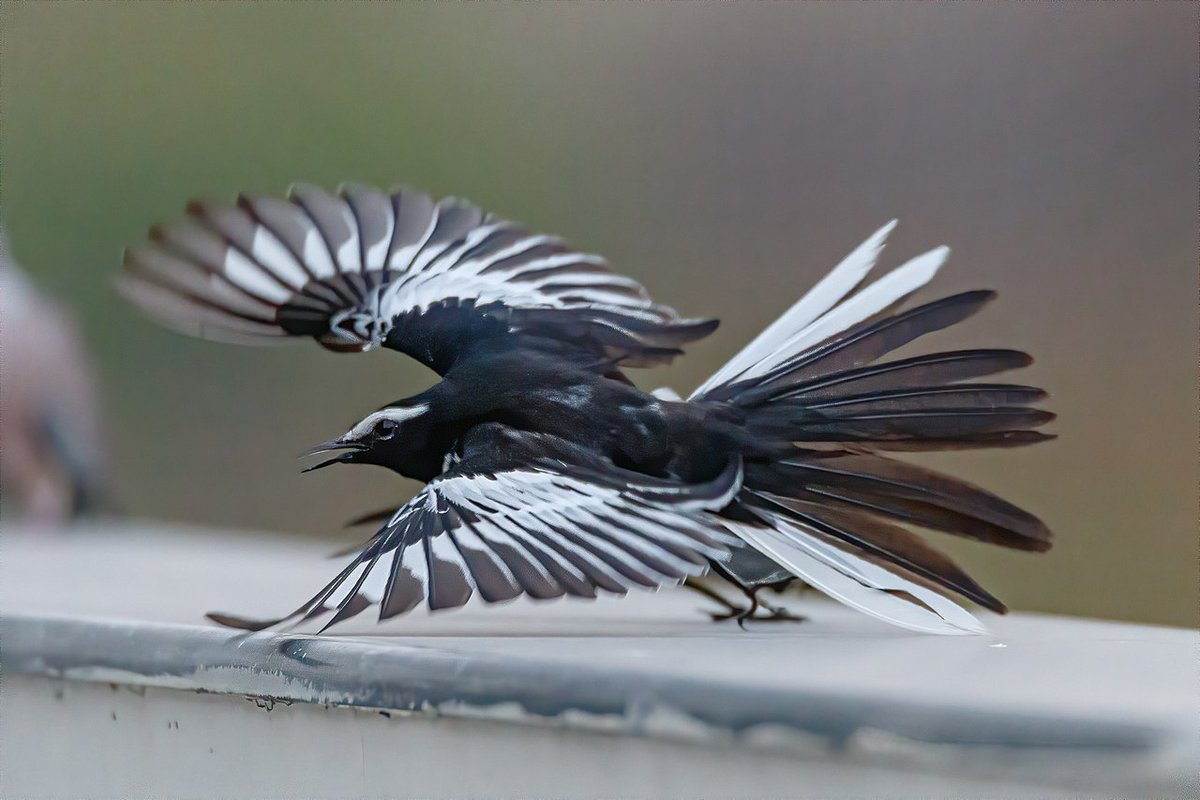 wagtail_flight